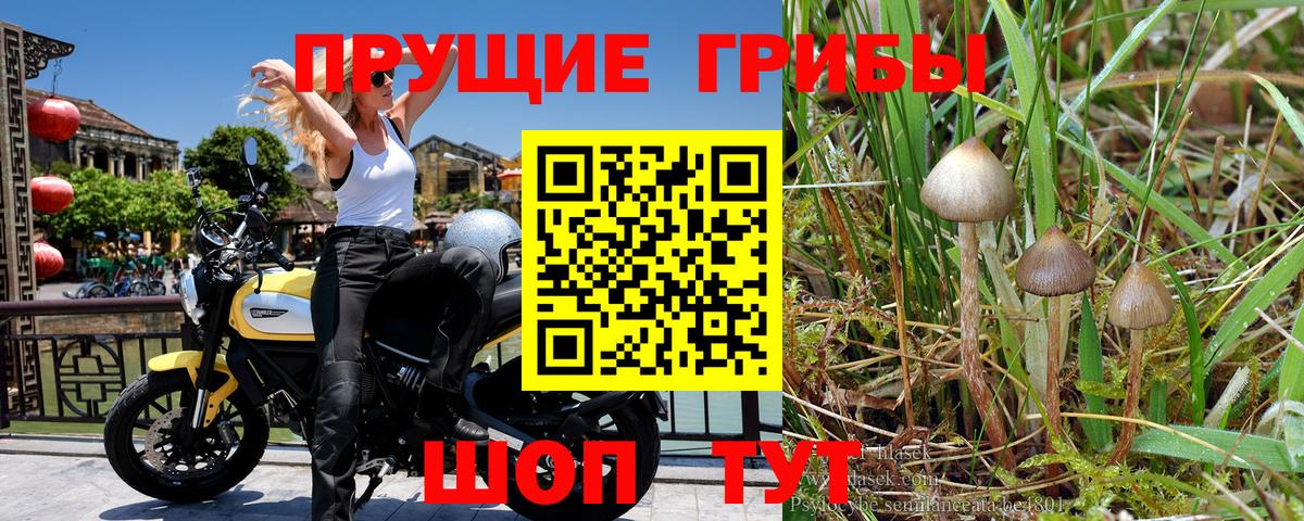 Галлюциногенные грибы Psilocybine cubensis Тверь